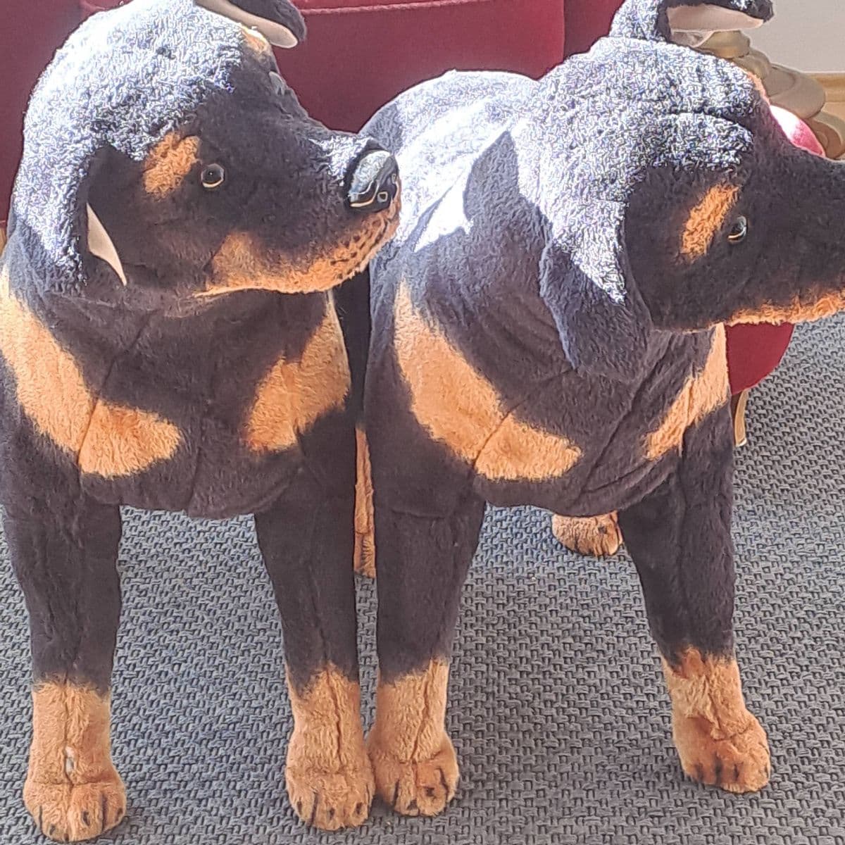 Rottweiler tuskuhundar